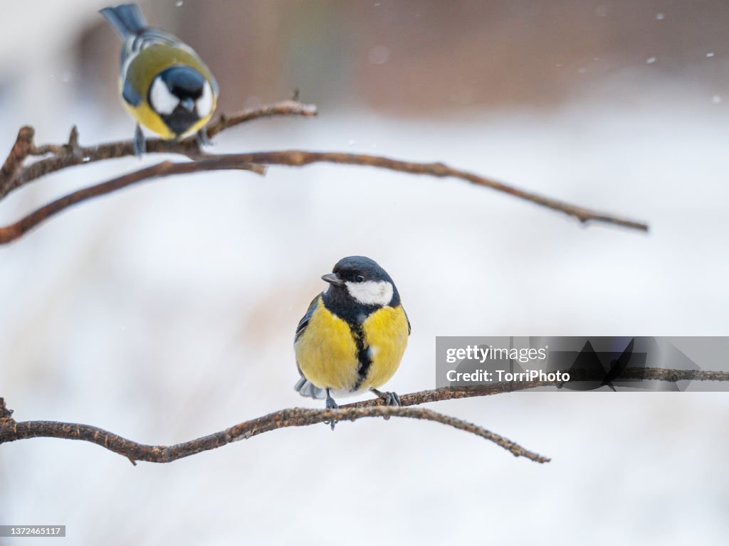 Close-up great tit perching on twig against white blurred background in winter garden
