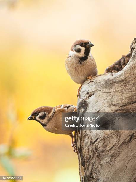 close-up of two eurasian tree sparrows perching on wood against yellow blurred background - moineau photos et images de collection