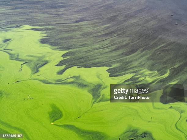 full frame abstract green natural background made by algal bloom - river pollution stock pictures, royalty-free photos & images