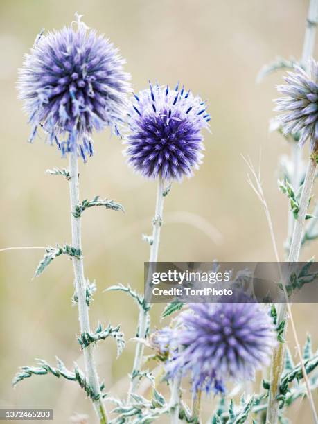 close-up purple ball shape wildflowers - magical forest stock pictures, royalty-free photos & images