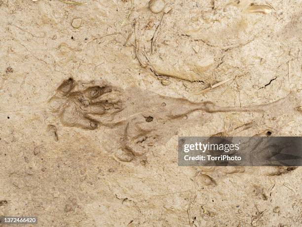 hedgehog tracks in the mud - impronta-de-animal fotografías e imágenes de stock