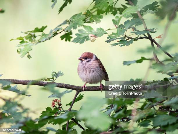 little sparrow perched on the twig against green blurred background - sparrow stock pictures, royalty-free photos & images