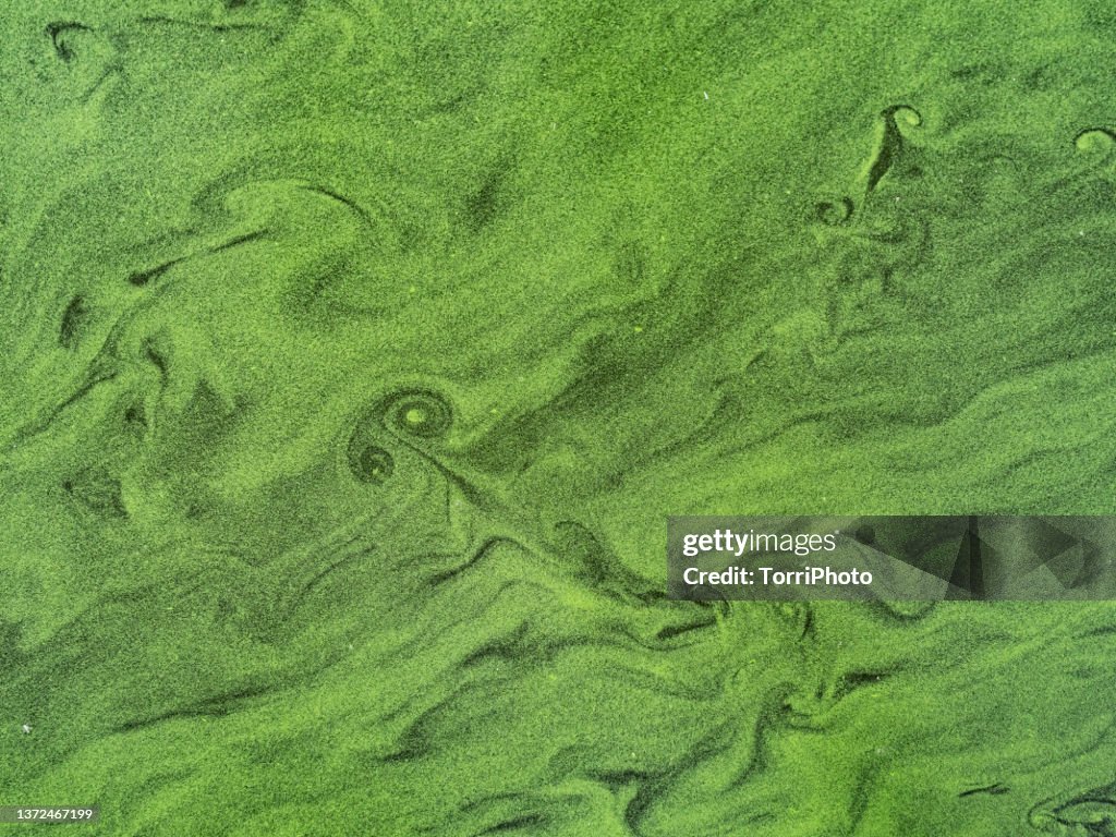 Full frame abstract green natural background made by Algal bloom