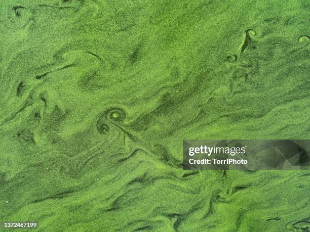 full frame abstract green natural background made by algal bloom - slemmig bildbanksfoton och bilder