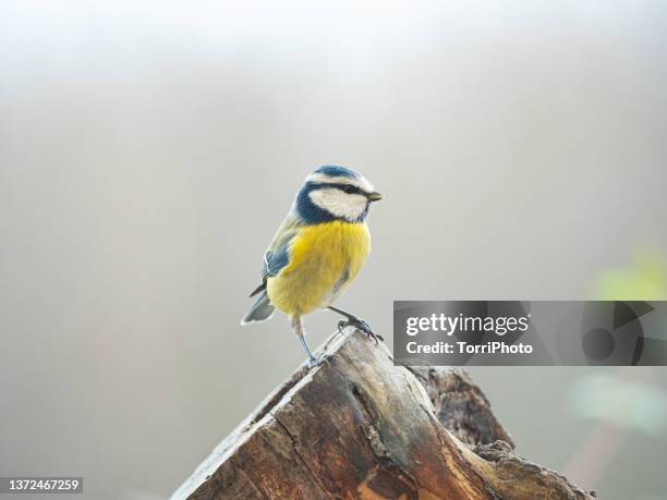 close-up eurasian blue tit perching on wood against gray blurred background - small details stock pictures, royalty-free photos & images