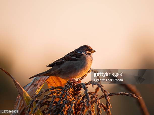 sparrow perched on corn plant in orange light during sunset - songbird stock pictures, royalty-free photos & images