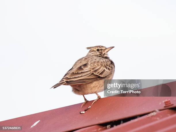 close-up brown bird percheing on red roof. crested lark - galerida cristata stock pictures, royalty-free photos & images