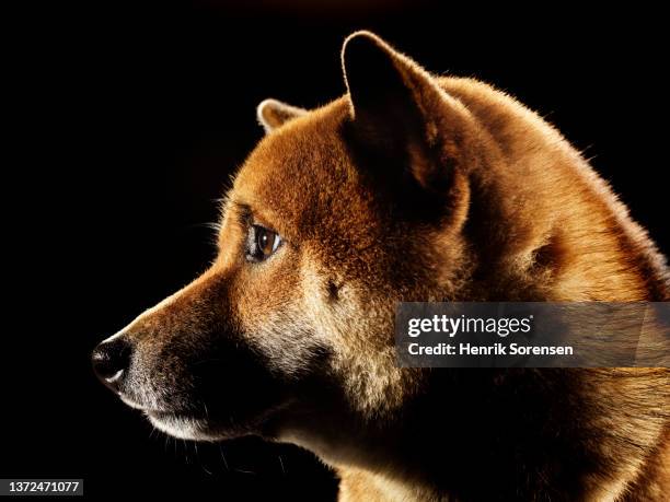 shiba inu dog - cute shiba inu puppies stock pictures, royalty-free photos & images