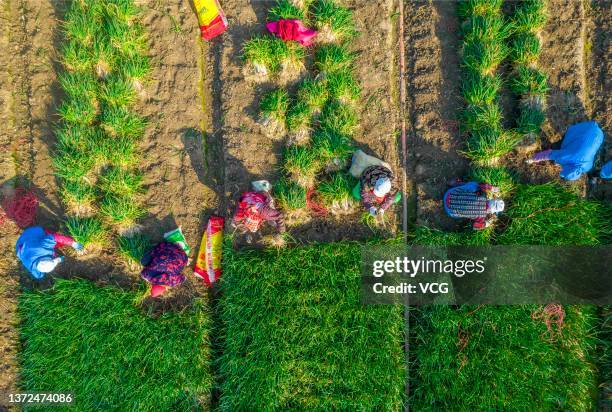 Aerial view of farmers harvesting scallions in a field on February 23, 2022 in Xinghua, Taizhou City, Jiangsu Province of China.