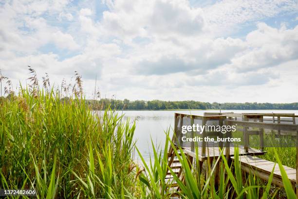 jetty and swimming spot at idyllic lake with reed grass - lakeshore 個照片及圖片檔