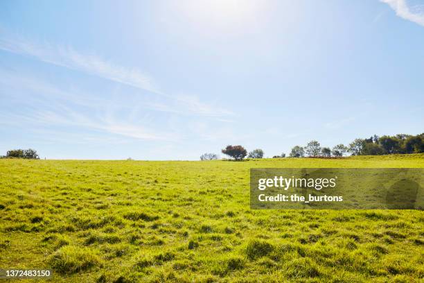 meadow against blue sky in summer, rural scene - field blue sky fotografías e imágenes de stock