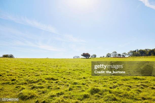 meadow against blue sky in summer, rural scene - country imagens e fotografias de stock