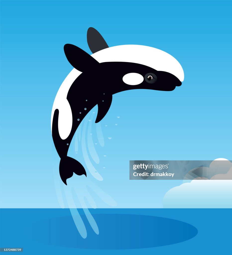 Killer Whale jumping