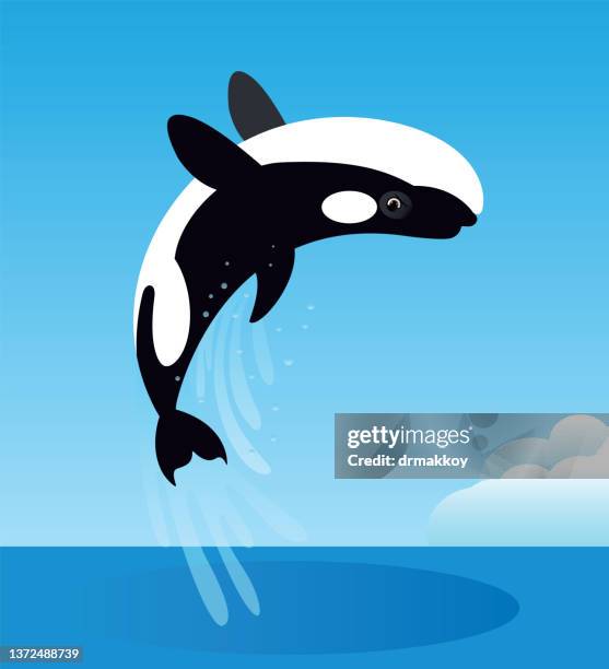killer whale jumping - dolphin jumping stock illustrations
