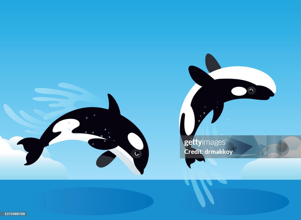Killer Whale jumping