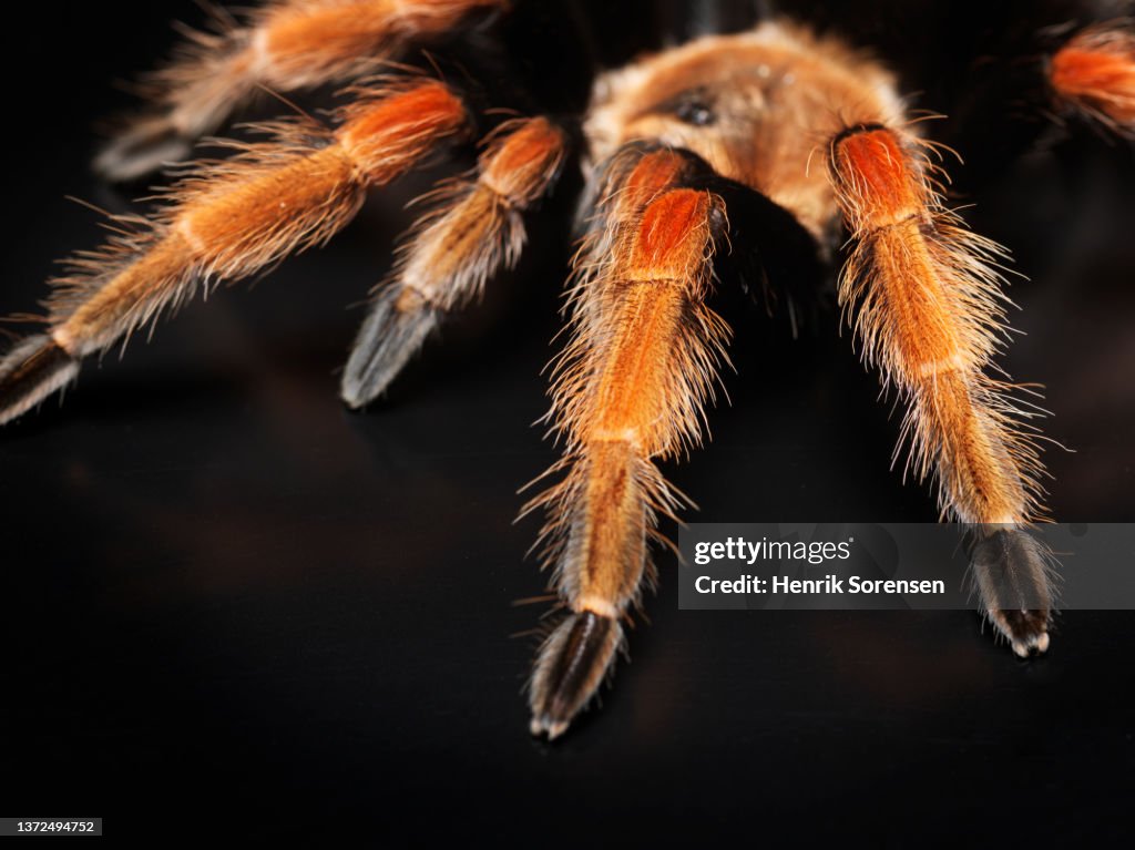 Mexican rustleg tarantula, brachypelma boehmei