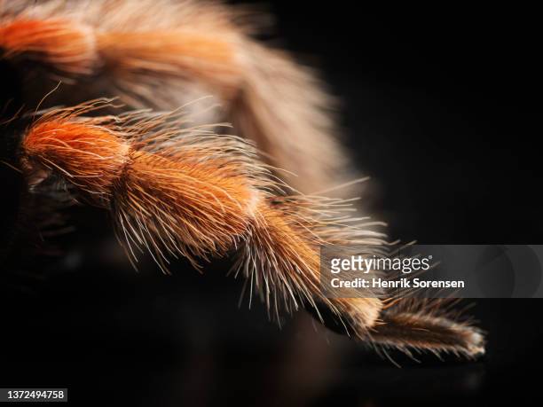 mexican rustleg tarantula, brachypelma boehmei - spinne stock-fotos und bilder