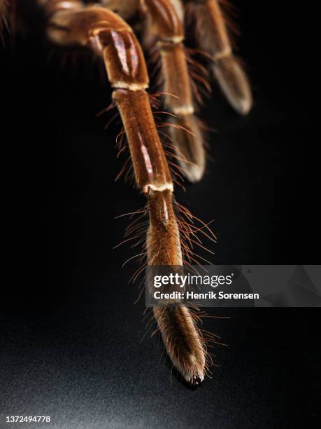 bordeaux goliath tarantel. theraphosa stirmi - hairy legs stock pictures, royalty-free photos & images