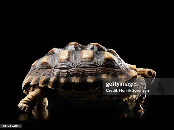 african spurred tortoise - geochelone sulcata - turtle shell stock pictures, royalty-free photos & images