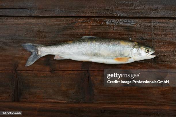 a freshly caught char on wooden board - brook trout stock pictures, royalty-free photos & images