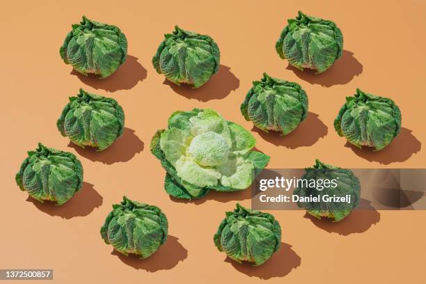 cabbage - col fotografías e imágenes de stock
