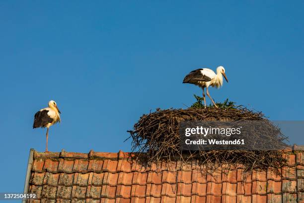 9,621 Stork Nesting Stock Photos, High-Res Pictures, and Images - Getty ...