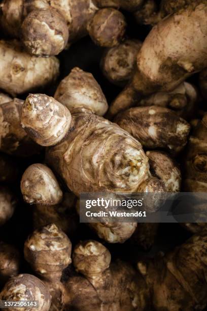 brown jerusalem artichoke in studio - jerusalem artichoke stock pictures, royalty-free photos & images