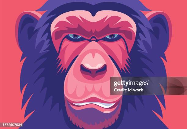 illustrations, cliparts, dessins animés et icônes de chimpanzé portrait - chimpanzee aggression