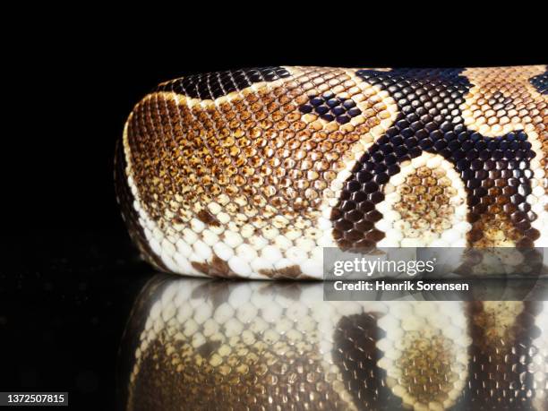 Are Ball Pythons Dangerous Photos and Premium High Res Pictures - Getty ...