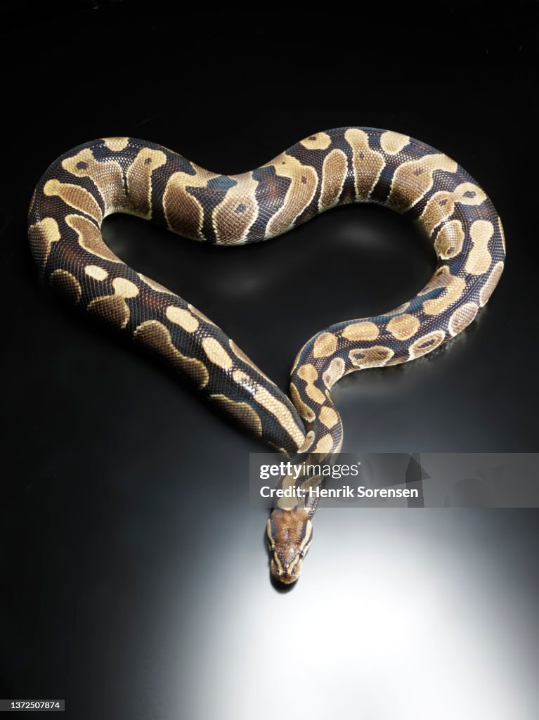 royal python or ball python python regius Images... Ball Python Or Royal Python Python Regius High-Res Stock Photo - Getty ...
