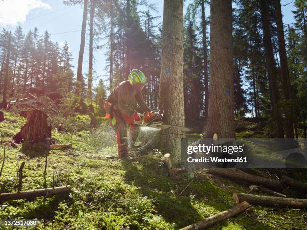 young lumberjack cutting tree with electric saw in forest - lumberjack stock pictures, royalty-free photos & images