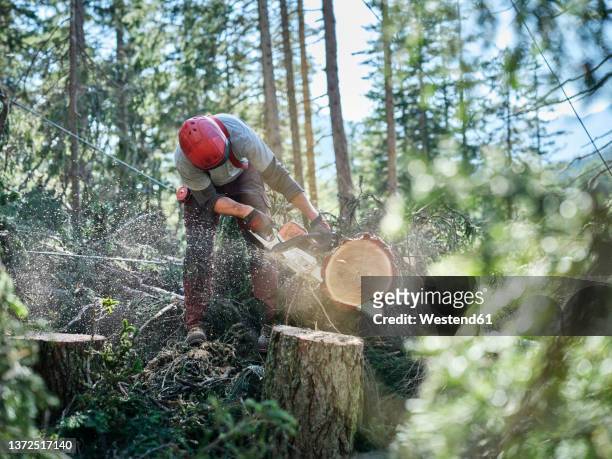 young lumberjack cutting tree with hand saw in forest - holzfäller stock-fotos und bilder