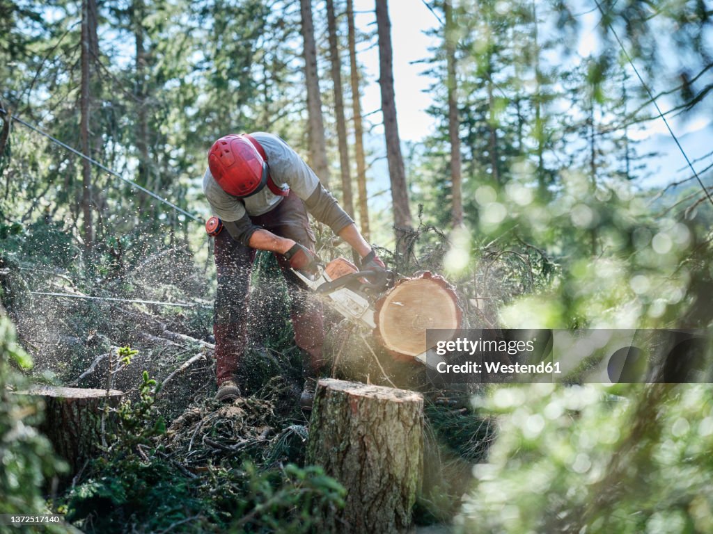 Young lumberjack cutting tree with hand saw in forest