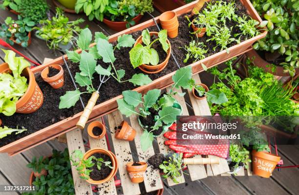 planting of various herbs and vegetables on balcony garden - herb stockfoto's en -beelden