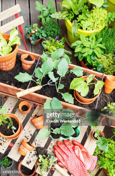 planting of various herbs and vegetables on balcony garden - balcony garden stockfoto's en -beelden