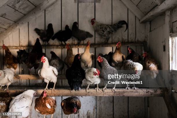hens in chicken coop at farm - hühnerstall stock-fotos und bilder