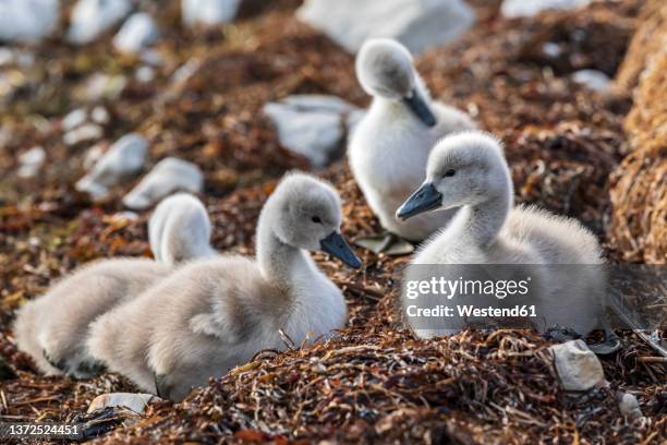 four cygnets sitting together outdoors - cygnet stock pictures, royalty-free photos & images