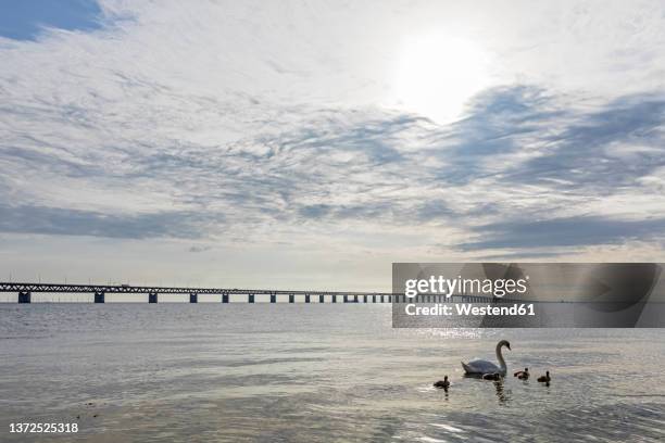 Sound Strait Local Enc Sound Bridge Photos and Premium High Res Pictures - Getty Images