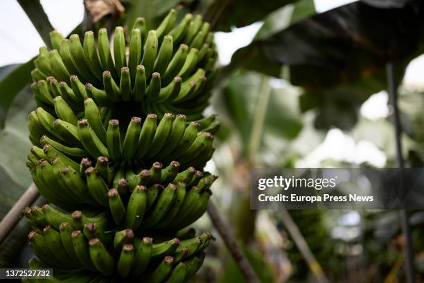 Bananas in a banana plantation on the property of the president of the farmers' association , in Santa Cruz de La Palma, on 23 February, 2022 in La...