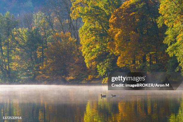 autumn morning at lake thal near graz, styria region, austria - thal austria stock pictures, royalty-free photos & images