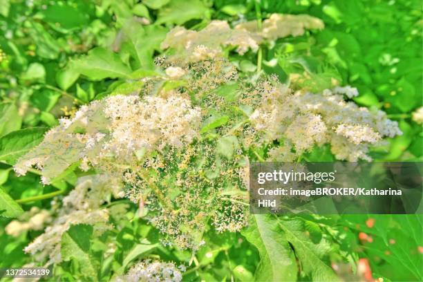 elder (sambucus), elderflower creative, germany - elderberry stock illustrations