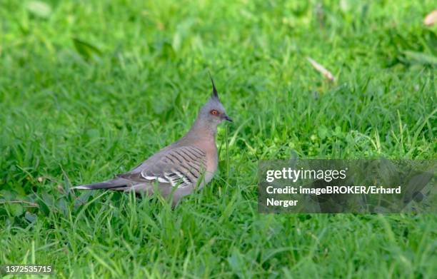 crested pigeon (ocyphaps lophotes), adelaide - ocyphaps lophotes stock pictures, royalty-free photos & images