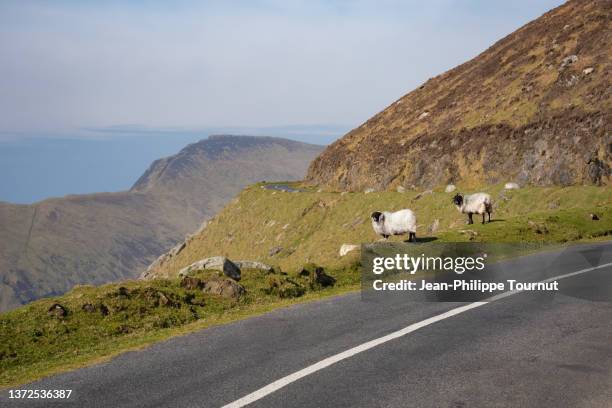 two sheep by the road in achill island, west coast of ireland - achill bildbanksfoton och bilder