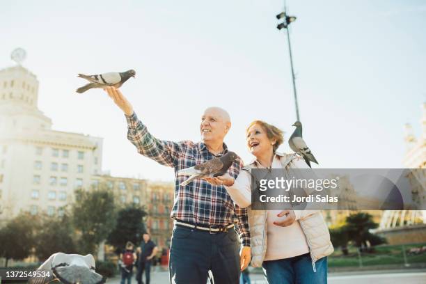 senior couple feeding pigeons - southern european descent stock pictures, royalty-free photos & images