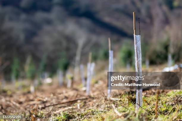 New trees planted on February 22, 2022 in Cwmbran, Wales.