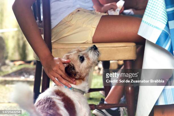 close-up of the face of a mongrel dog at the feet of a child sitting at the table and the child's hand that caresses him while the dog looks at him begging for food - table leg stock pictures, royalty-free photos & images