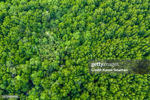 aerial view of trees in forest - tropical deciduous forest stock pictures, royalty-free photos & images