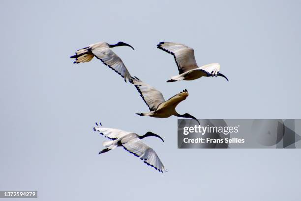 african sacred ibis (threskiornis aethiopicus) in flight - threskiornithidae stock pictures, royalty-free photos & images