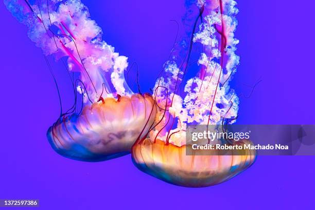 jellyfish in the water - sea life imagens e fotografias de stock