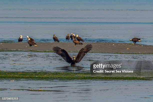 bald eagle - sequim stock pictures, royalty-free photos & images